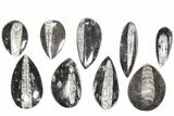 Lot: Polished Orthoceras Fossils (-) - Pieces #80742-2